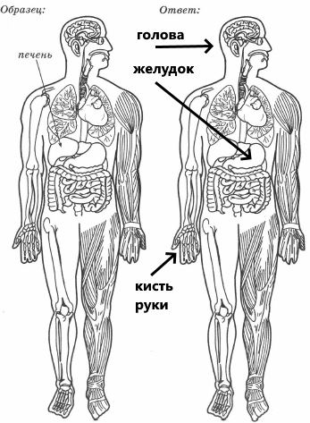 На левом рксунке стрелкой отмечена печень. На правом рисунке покажи по образцу голову, кисть руки и желудок